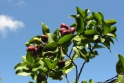 <strong>Chrysobalanaceae - Grangeria borbonica - Lam.</strong><br />© Sarrailh Jean-Michel / CIRAD