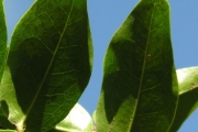 <strong>Chrysobalanaceae - Grangeria borbonica - Lam.</strong><br />© Sarrailh Jean-Michel / CIRAD