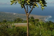 <strong>Araliaceae - Gastonia cutispongia - Lam.</strong><br />© Sarrailh Jean-Michel / CIRAD