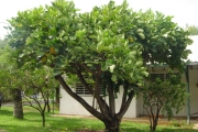 <strong>Araliaceae - Gastonia cutispongia - Lam.</strong><br />© Sarrailh Jean-Michel / CIRAD