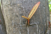 <strong>Araliaceae - Gastonia cutispongia - Lam.</strong><br />© Sarrailh Jean-Michel / CIRAD