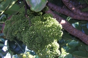 <strong>Araliaceae - Gastonia cutispongia - Lam.</strong><br />© Sarrailh Jean-Michel / CIRAD