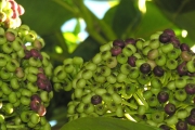 <strong>Araliaceae - Gastonia cutispongia - Lam.</strong><br />© Sarrailh Jean-Michel / CIRAD