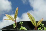 <strong>Araliaceae - Gastonia cutispongia - Lam.</strong><br />© Sarrailh Jean-Michel / CIRAD