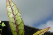 <strong>Araliaceae - Gastonia cutispongia - Lam.</strong><br />© Sarrailh Jean-Michel / CIRAD