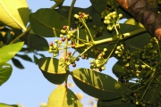 <strong>Araliaceae - Gastonia cutispongia - Lam.</strong><br />© Sarrailh Jean-Michel / CIRAD
