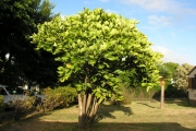 <strong>Araliaceae - Gastonia cutispongia - Lam.</strong><br />© Sarrailh Jean-Michel / CIRAD