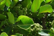 <strong>Araliaceae - Gastonia cutispongia - Lam.</strong><br />© Sarrailh Jean-Michel / CIRAD