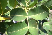 <strong>Araliaceae - Gastonia cutispongia - Lam.</strong><br />© Sarrailh Jean-Michel / CIRAD