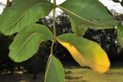 <strong>Araliaceae - Gastonia cutispongia - Lam.</strong><br />© Sarrailh Jean-Michel / CIRAD