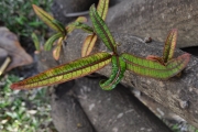 <strong>Araliaceae - Gastonia cutispongia - Lam.</strong><br />© Sarrailh Jean-Michel / CIRAD