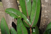 <strong>Araliaceae - Gastonia cutispongia - Lam.</strong><br />© Sarrailh Jean-Michel / CIRAD