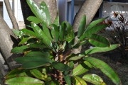 <strong>Araliaceae - Gastonia cutispongia - Lam.</strong><br />© Sarrailh Jean-Michel / CIRAD