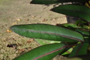 <strong>Araliaceae - Gastonia cutispongia - Lam.</strong><br />© Sarrailh Jean-Michel / CIRAD