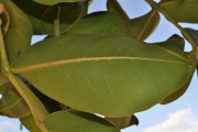 <strong>Araliaceae - Gastonia cutispongia - Lam.</strong><br />© Sarrailh Jean-Michel / CIRAD