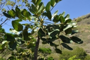 <strong>Araliaceae - Gastonia cutispongia - Lam.</strong><br />© Sarrailh Jean-Michel / CIRAD