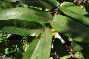 <strong>Araliaceae - Gastonia cutispongia - Lam.</strong><br />© Sarrailh Jean-Michel / CIRAD