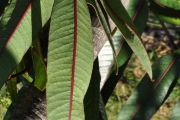 <strong>Araliaceae - Gastonia cutispongia - Lam.</strong><br />© Sarrailh Jean-Michel / CIRAD