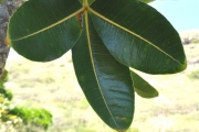 <strong>Araliaceae - Gastonia cutispongia - Lam.</strong><br />© Sarrailh Jean-Michel / CIRAD
