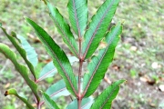 <strong>Araliaceae - Gastonia cutispongia - Lam.</strong><br />© Sarrailh Jean-Michel / CIRAD