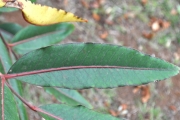 <strong>Araliaceae - Gastonia cutispongia - Lam.</strong><br />© Sarrailh Jean-Michel / CIRAD