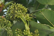 <strong>Araliaceae - Gastonia cutispongia - Lam.</strong><br />© Sarrailh Jean-Michel / CIRAD