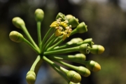 <strong>Araliaceae - Gastonia cutispongia - Lam.</strong><br />© Sarrailh Jean-Michel / CIRAD