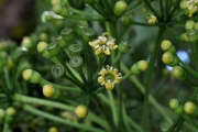 <strong>Araliaceae - Gastonia cutispongia - Lam.</strong><br />© Sarrailh Jean-Michel / CIRAD