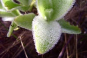 <strong>Asteraceae - Helichrysum arnicoides - (Lam.) Cordem.</strong><br />© Perroud Annaïg