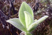 <strong>Asteraceae - Helichrysum arnicoides - (Lam.) Cordem.</strong><br />© Perroud Annaïg