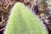 <strong>Asteraceae - Helichrysum arnicoides - (Lam.) Cordem.</strong><br />© Perroud Annaïg