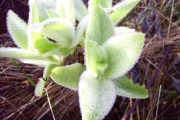 <strong>Asteraceae - Helichrysum arnicoides - (Lam.) Cordem.</strong><br />© Perroud Annaïg
