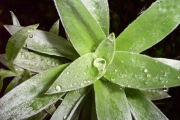 <strong>Asteraceae - Helichrysum heliotropifolium - (Lam.) DC.</strong><br />© Perroud Annaïg