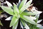 <strong>Asteraceae - Helichrysum heliotropifolium - (Lam.) DC.</strong><br />© Perroud Annaïg