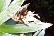 <strong>Asteraceae - Helichrysum heliotropifolium - (Lam.) DC.</strong><br />© Perroud Annaïg