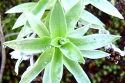 <strong>Asteraceae - Helichrysum heliotropifolium - (Lam.) DC.</strong><br />© Perroud Annaïg