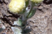 <strong>Asteraceae - Helichrysum heliotropifolium - (Lam.) DC.</strong><br />© Perroud Annaïg