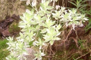 <strong>Asteraceae - Helichrysum heliotropifolium - (Lam.) DC.</strong><br />© Perroud Annaïg