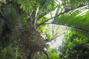 <strong>Arecaceae - Hyophorbe indica - Gaertn.</strong><br />© Sarrailh Jean-Michel / CIRAD