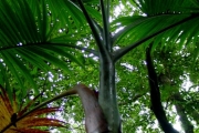 <strong>Arecaceae - Hyophorbe indica - Gaertn.</strong><br />© Sarrailh Jean-Michel / CIRAD