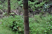 <strong>Arecaceae - Hyophorbe indica - Gaertn.</strong><br />© Sarrailh Jean-Michel / CIRAD