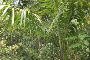 <strong>Arecaceae - Hyophorbe indica - Gaertn.</strong><br />© Sarrailh Jean-Michel / CIRAD