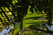 <strong>Arecaceae - Hyophorbe indica - Gaertn.</strong><br />© Sarrailh Jean-Michel / CIRAD