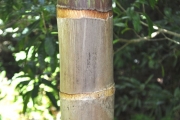 <strong>Arecaceae - Hyophorbe indica - Gaertn.</strong><br />© Sarrailh Jean-Michel / CIRAD