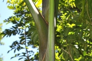 <strong>Arecaceae - Hyophorbe indica - Gaertn.</strong><br />© Sarrailh Jean-Michel / CIRAD