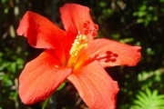 <strong>Malvaceae - Hibiscus boryanus - DC.</strong><br />© Sarrailh Jean-Michel / CIRAD