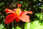 <strong>Malvaceae - Hibiscus boryanus - DC.</strong><br />© Sarrailh Jean-Michel / CIRAD