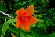 <strong>Malvaceae - Hibiscus boryanus - DC.</strong><br />© Sarrailh Jean-Michel / CIRAD