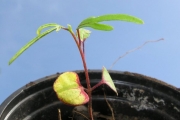 <strong>Malvaceae - Hibiscus boryanus - DC.</strong><br />© Sarrailh Jean-Michel / CIRAD