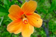 <strong>Malvaceae - Hibiscus boryanus - DC.</strong><br />© Sarrailh Jean-Michel / CIRAD